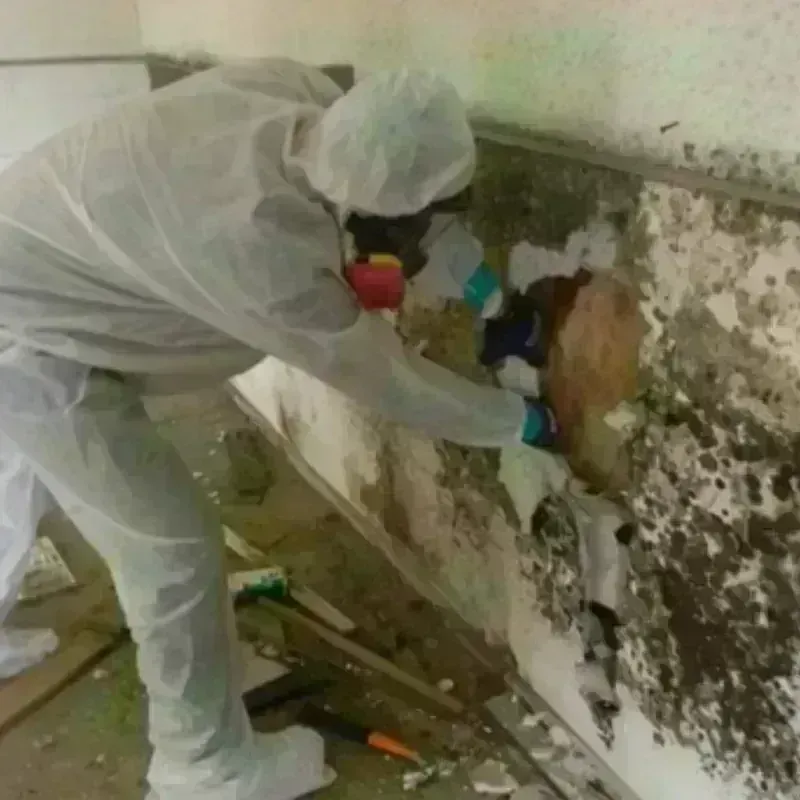 Mold Remediation and Removal in Saucier, MS